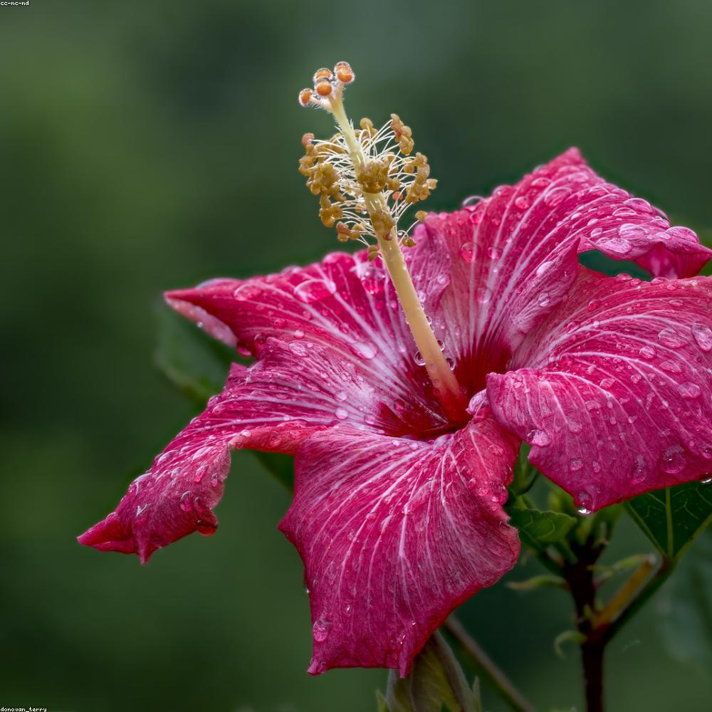 Fleur d'hibiscus